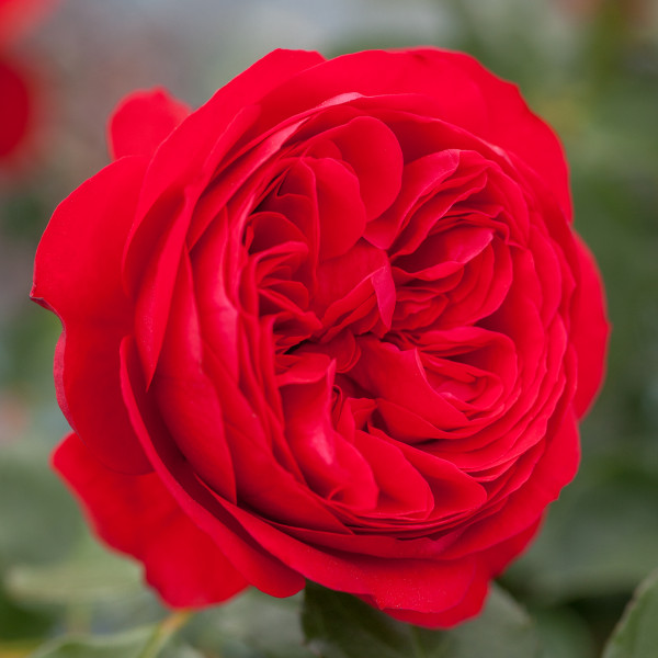 RABELAIS® Meinusian